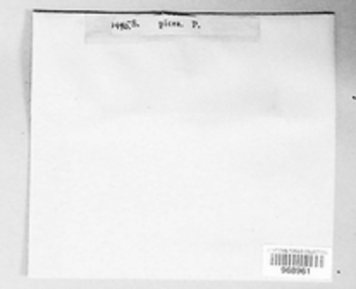 Diaporthe picea image